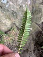 Blechnum australe