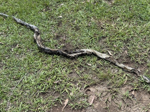 Coastal Carpet Python sighting