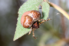 Mastophora