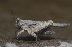 Paratettix cucullatus