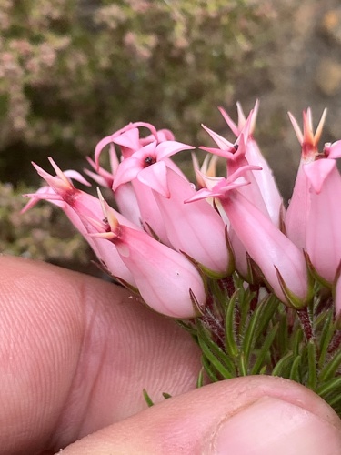 Image of Erica ventricosa by (c) Matthew Fainman, some rights reserved (CC BY)