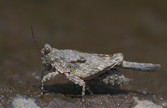 Paratettix cucullatus
