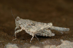 Paratettix cucullatus