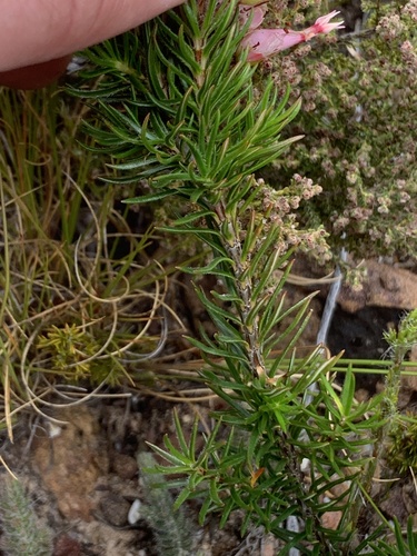 Image of Erica ventricosa by (c) Matthew Fainman, some rights reserved (CC BY)