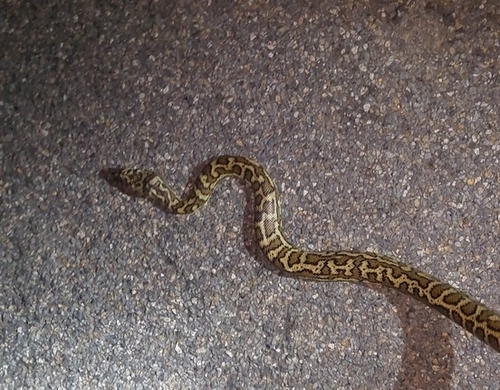 Coastal Carpet Python sighting