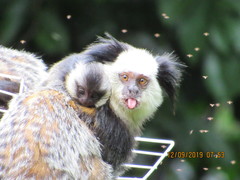 Callithrix geoffroyi