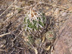 Echinofossulocactus dichroacanthus