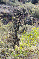 Cleistocactus buchtienii