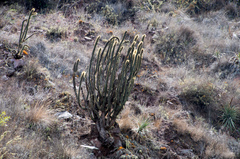 Cleistocactus buchtienii