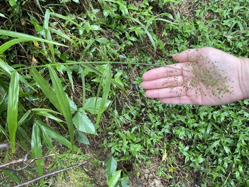 Panicum sarmentosum observed 2025-12-09