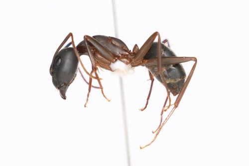 Camponotus indianusCamponotus indianus
