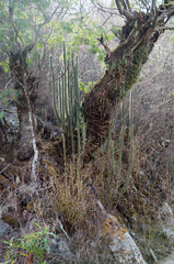 Cleistocactus buchtienii