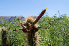 Cleistocactus buchtienii