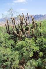 Cleistocactus buchtienii