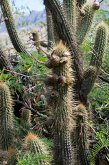 Cleistocactus buchtienii