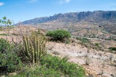Cleistocactus buchtienii