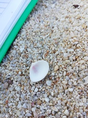 Tellinoidea