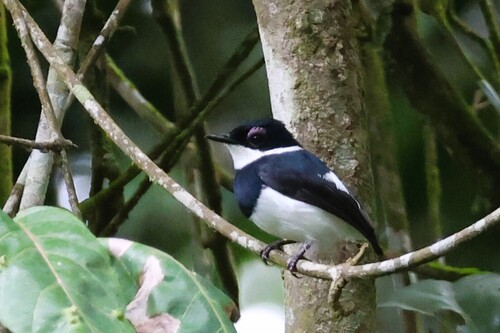 iNaturalist image