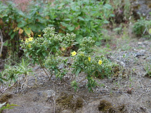 Helianthemum broussonetii