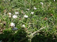 Phyla nodiflora minor