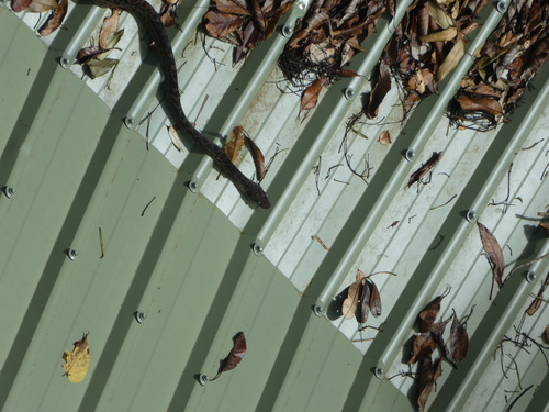 Australian Scrub Python sighting