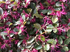 Loropetalum