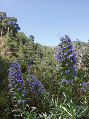 Echium webbii image