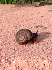 Helminthoglypta traskii