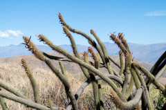 Cleistocactus buchtienii