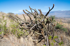 Cleistocactus buchtienii