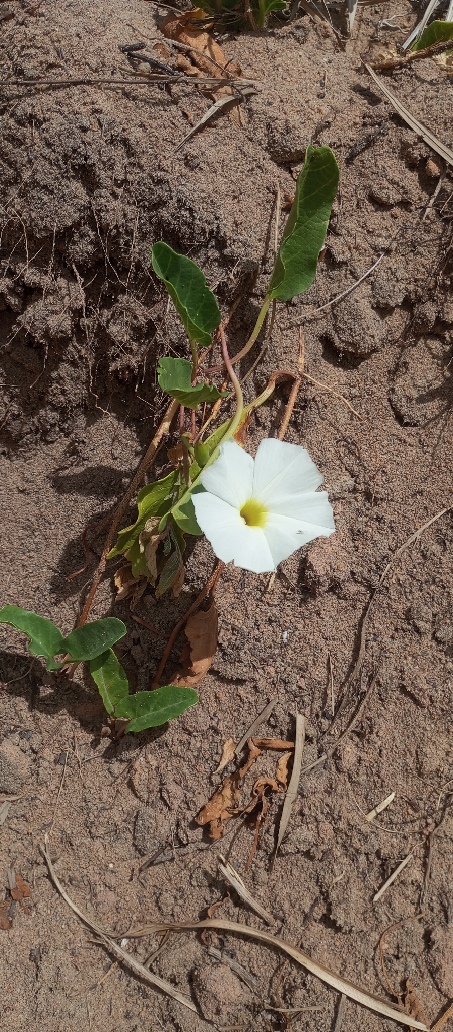Ipomoea imperati