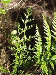 Asplenium onopteris