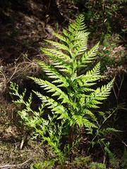 Asplenium onopteris