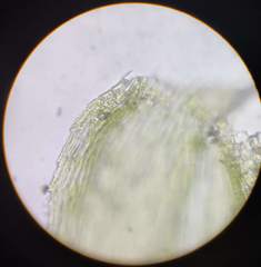 Brachytheciastrum velutinum
