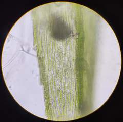 Brachytheciastrum velutinum