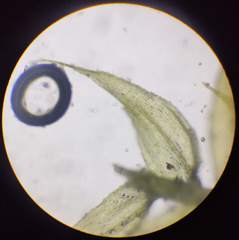 Brachytheciastrum velutinum