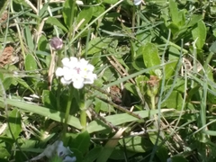 Phyla nodiflora minor