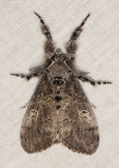 Dasychira vagans