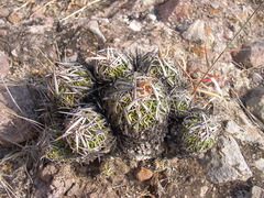 Echinofossulocactus dichroacanthus