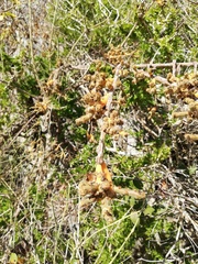 Pereskiopsis kellermanii