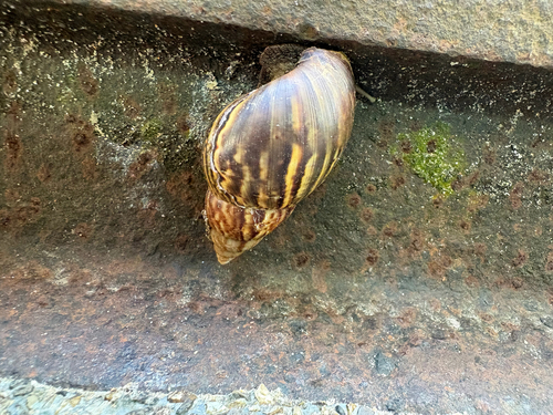 Lissachatina fulica