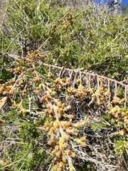 Pereskiopsis kellermanii