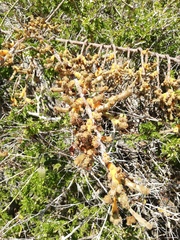 Pereskiopsis kellermanii