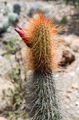 Cleistocactus buchtienii