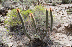 Cleistocactus buchtienii
