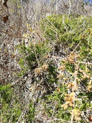 Pereskiopsis kellermanii