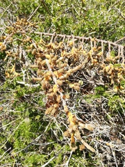 Pereskiopsis kellermanii