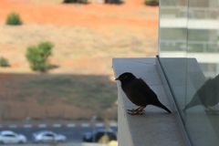 Acridotheres tristis