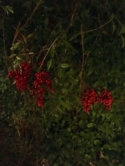 Nandina domestica