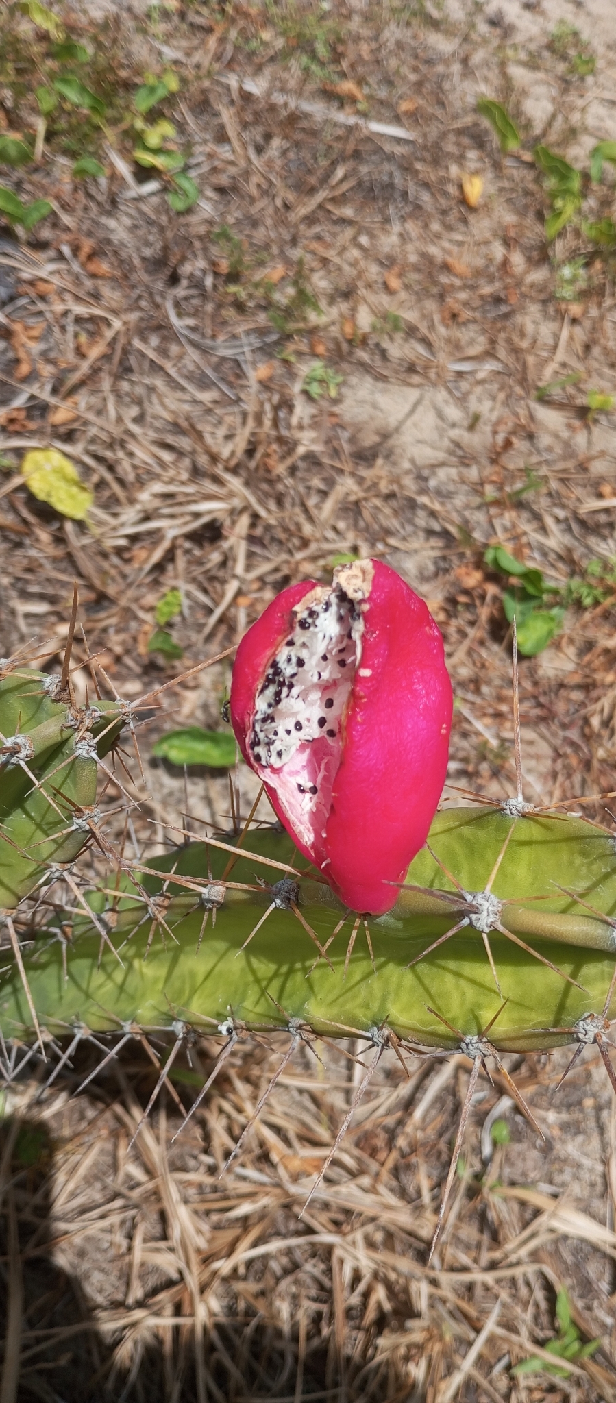 Cereus fernambucensis